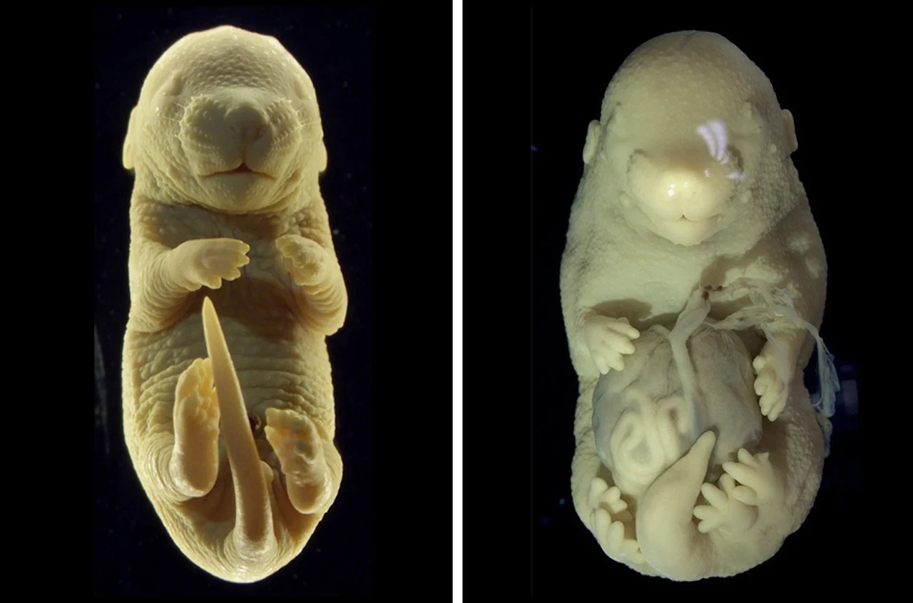 Біологи виростили шестиногий ембріон миші без геніталій
