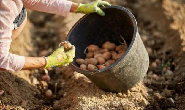 Як уберегти картоплю від колорадського жука