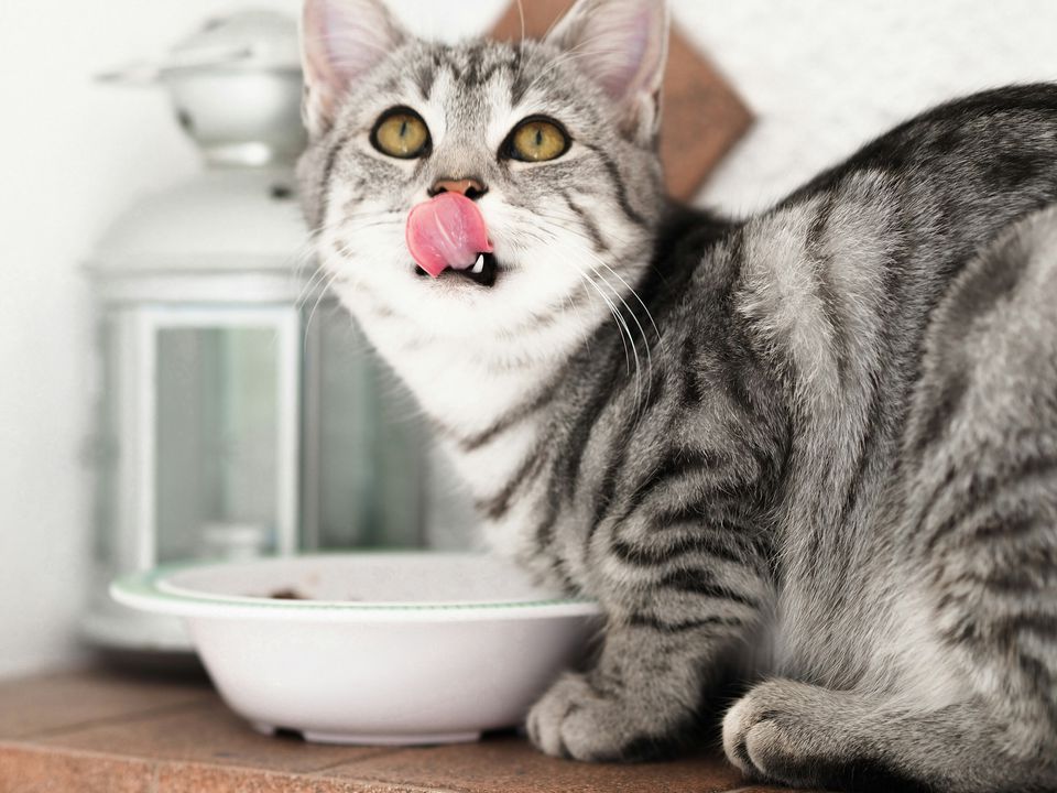 Як правильно годувати кішку вологим кормом: багато хто навіть не здогадується