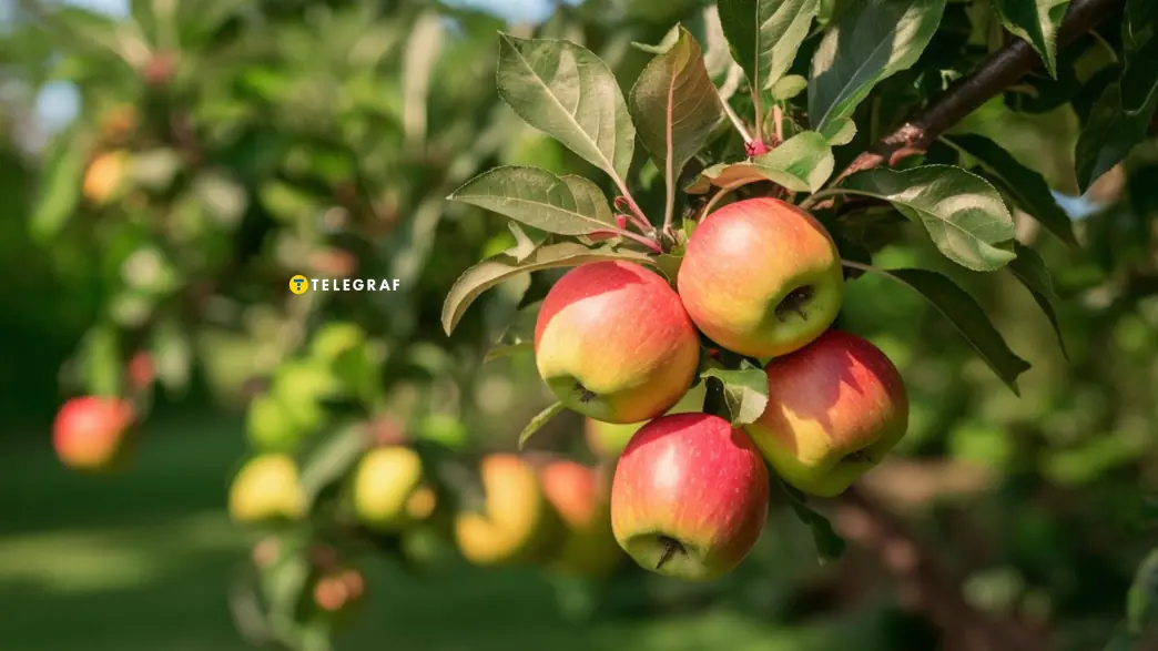 Лайфхак для збільшення врожаю яблуні