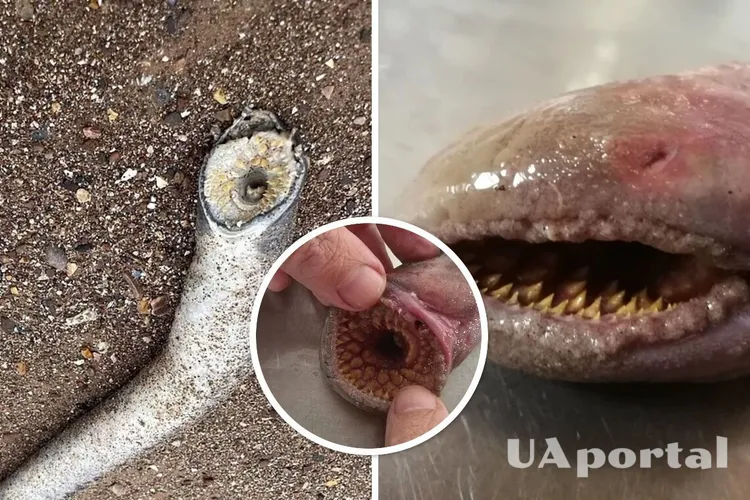 У Британії на пляжі знайшли величезного зубатого черв'яка, схожого на піщаних хробаків із 