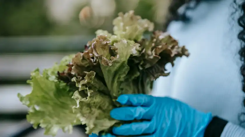 Чому салат виростає гірким: ось 3 основні причини