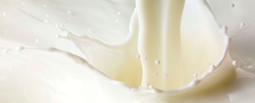 Вчені створили трансгенну корову, яка дає молоко з інсуліном