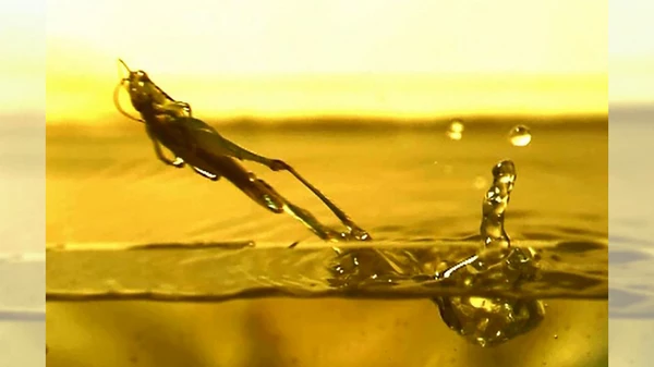 Розроблено робота, який плаває і вистрибує з води, як коник (відео)