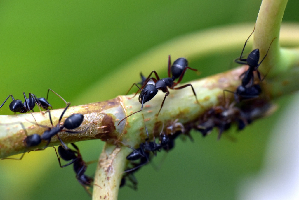 Дієві методи позбутися мурах на городі
