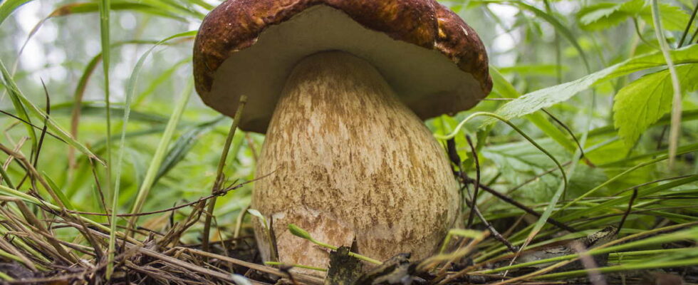 Як виростити на дачі справжні лісові гриби