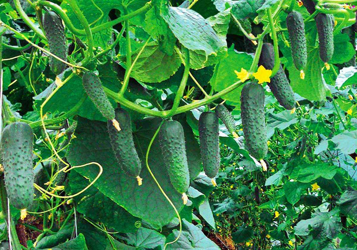 Дієвий спосіб збільшити врожай огірків