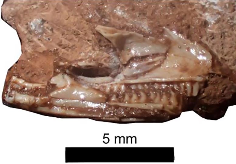 Cryptovaranoides microlanius Череп