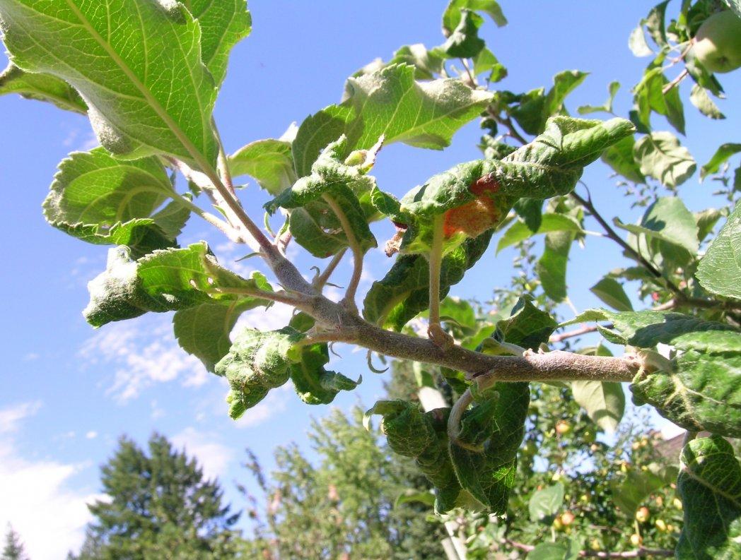 shho-robyty-yakshho-skruchuyetsya-lystya-yabluni