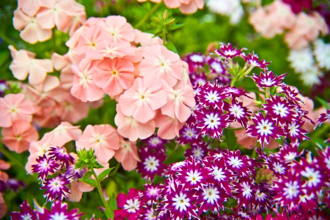 Які квіти можна посіяти у листопаді: навіть у підмерзлу землю