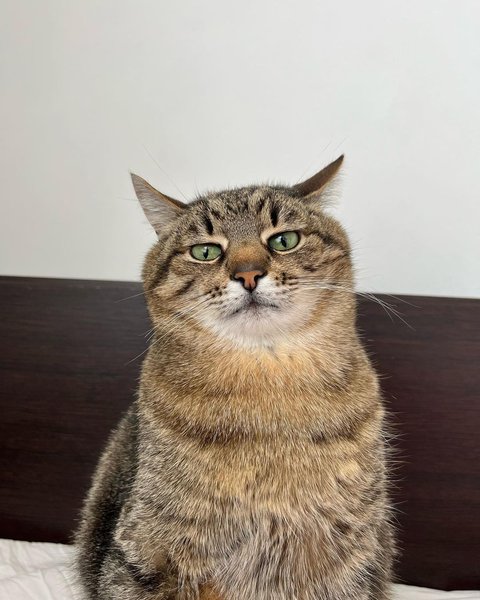 кот степан як усміхаються коти